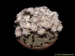 Gymnocalycium bruchii 1284